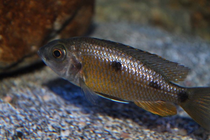 Copadichromis borleyi 'Namalenje Island'